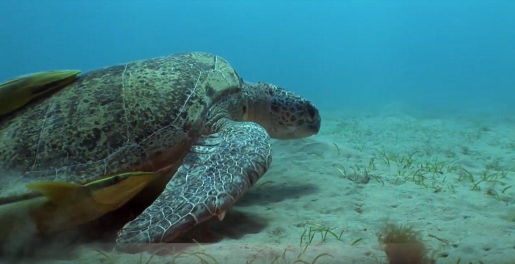 Meeresschildkröten in Gefahr